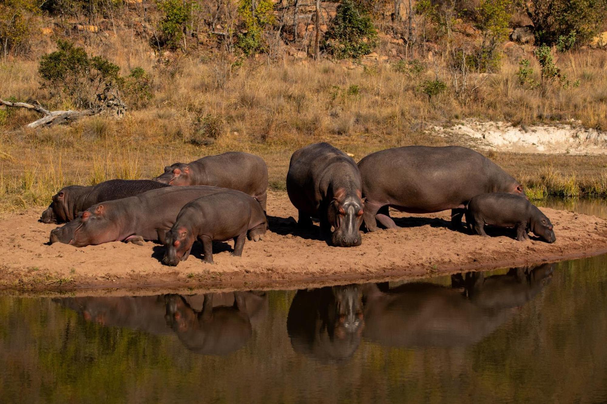 Elephants Crossing Велгефонден Гейм Ризърв Екстериор снимка